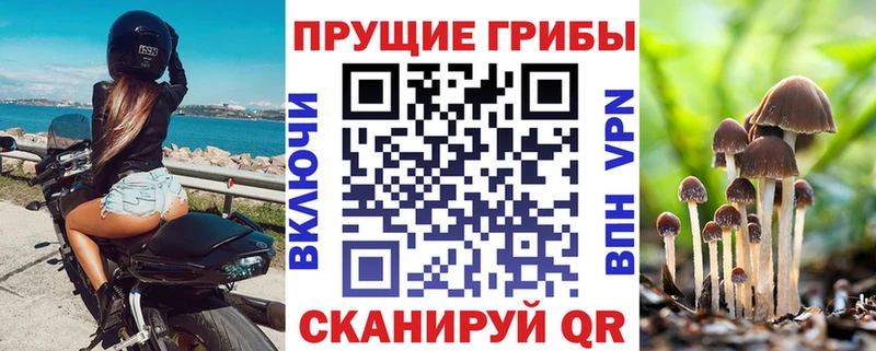 Галлюциногенные грибы Psilocybe Питкяранта